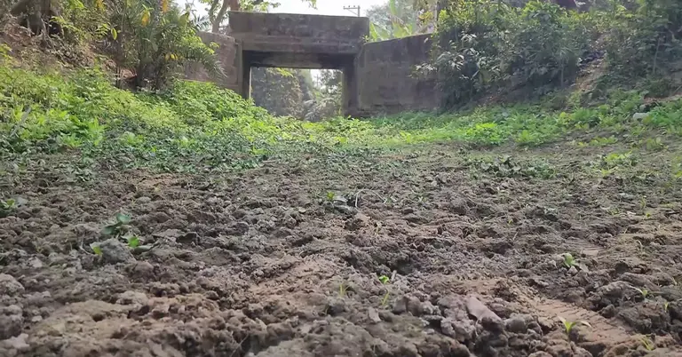 বন্ধ সেচ খালে শুকনো মাঠ